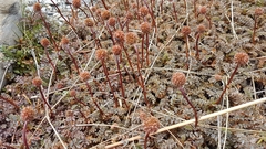 Acaena saccaticupula