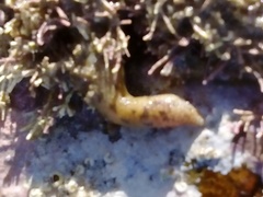 Phascolosoma annulatum