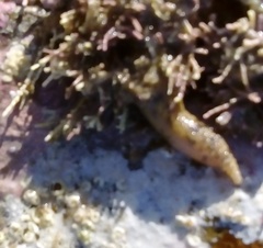 Phascolosoma annulatum