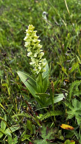 Image of Platanthera convallariifolia by (c) proffenlon, some rights reserved (CC BY)