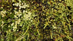 Kelleria paludosa