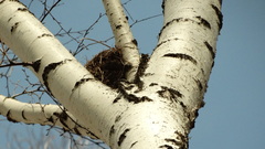 Turdus pilaris