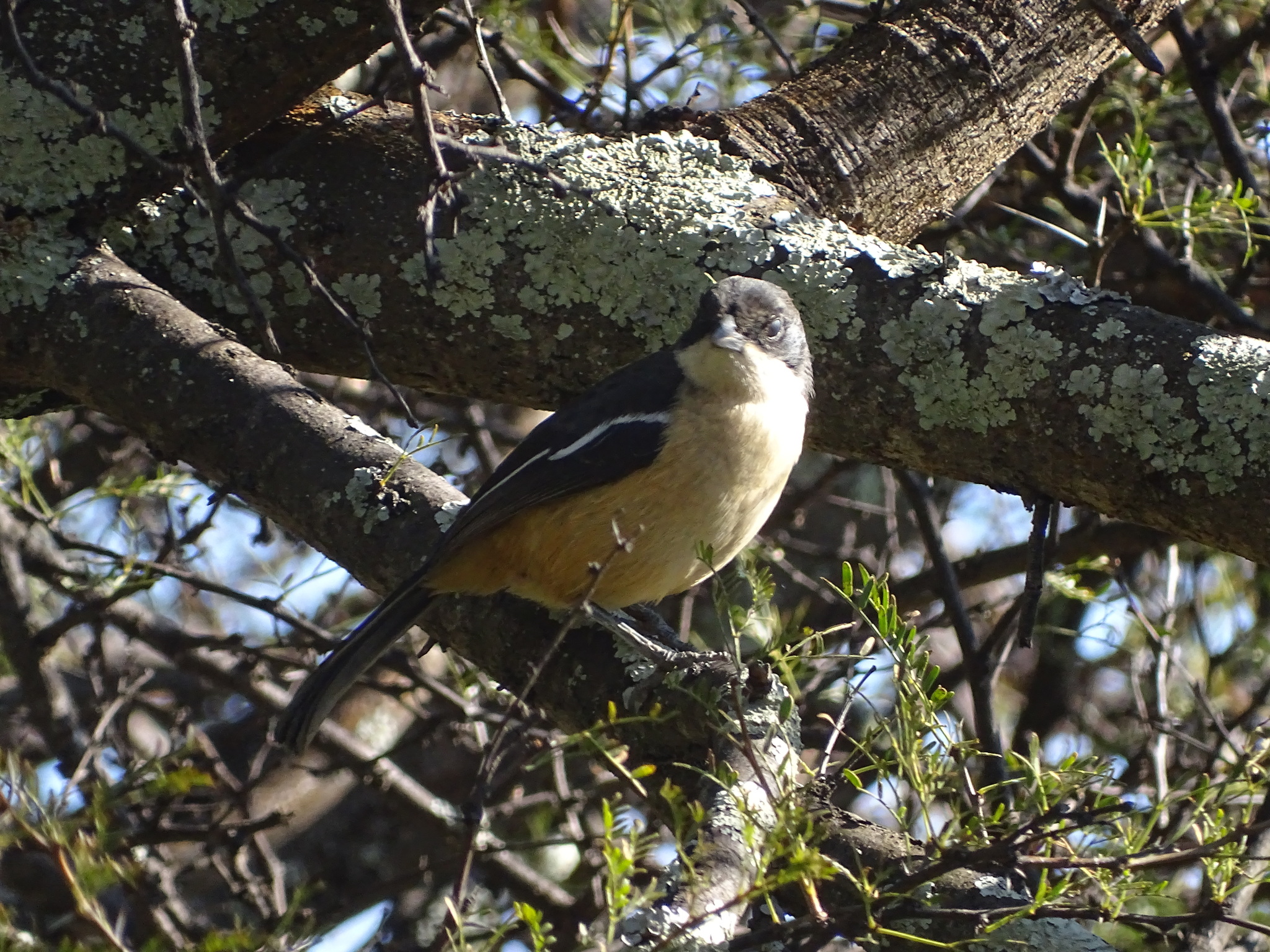 Southern Boubou (Laniarius ferrugineus)
