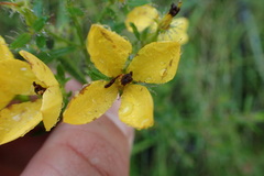 Rhexia lutea