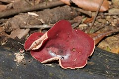 Phillipsia subpurpurea