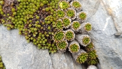 Hectorella caespitosa