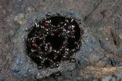 Austroplebeia australis