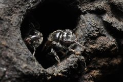 Austroplebeia australis