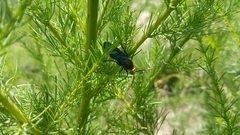 Scolia erythrocephala