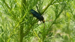 Scolia erythrocephala