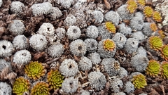 Hectorella caespitosa