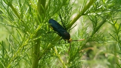 Scolia erythrocephala