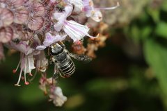 Pseudoanthidium repetitum