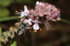 Pseudoanthidium repetitum