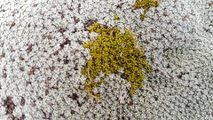 Colobanthus brevisepalus