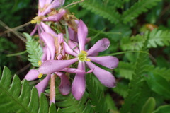 Sabatia gentianoides