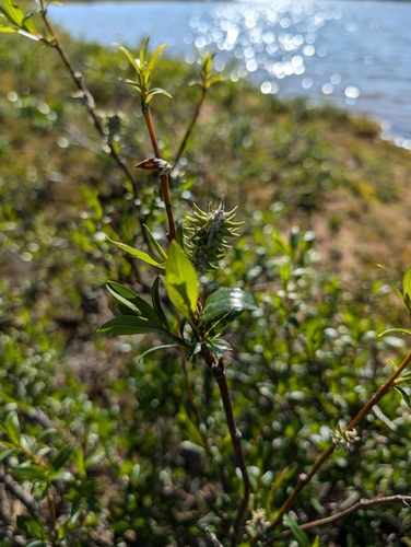 Image of Salix planifolia by (c) Katherine Baird, some rights reserved (CC BY)