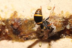 Epsilon chartergiforme