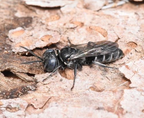 Pisonopsis, 2024-07-07