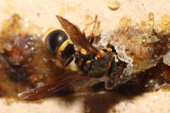 Epsilon chartergiforme