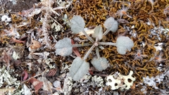 Convolvulus verecundus