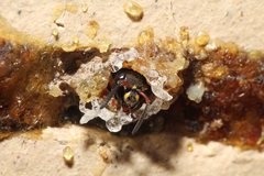 Epsilon chartergiforme