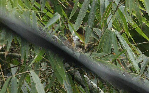 Collared Babbler (Gampsorhynchus torquatus), photo 9