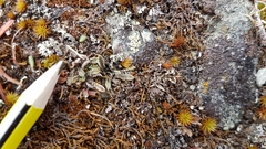 Leptinella conjuncta