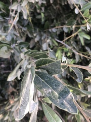 Boscia mossambicensis