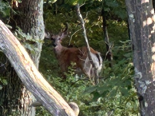 White-tailed Deer photographed in Rhode Island