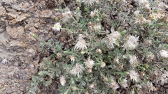 Vittadinia australis