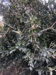 Boscia mossambicensis