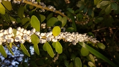 Melicytus orarius