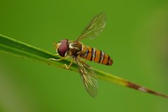 Episyrphus viridaureus