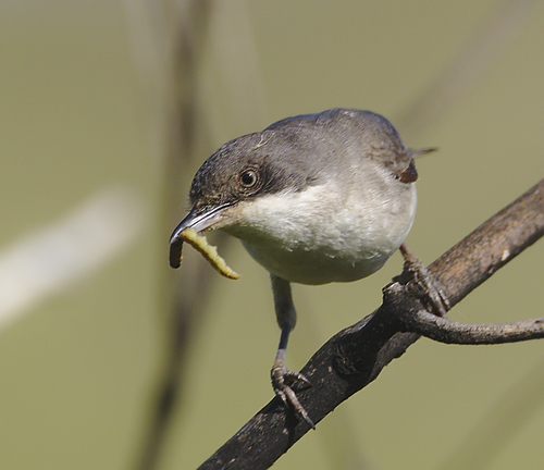 Western Orphean Warbler, photo 4 of 10
