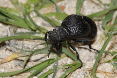 Meloe tuccius