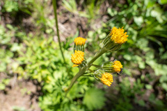 Cacaliopsis nardosmia