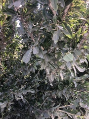 Boscia mossambicensis