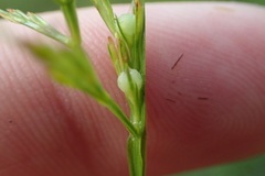 Scleria muehlenbergii