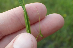Scleria muehlenbergii