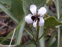 Viola cuneata