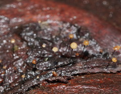 Marasmius alveolaris