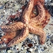 Spiny Starfish - Photo (c) holger_heye, some rights reserved (CC BY-NC), uploaded by holger_heye