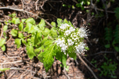 Valeriana sitchensis