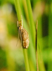 Chrysocrambus linetella