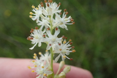 Triantha racemosa