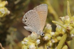 Nacaduba biocellata biocellata