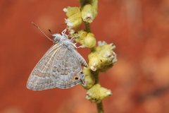 Nacaduba biocellata biocellata