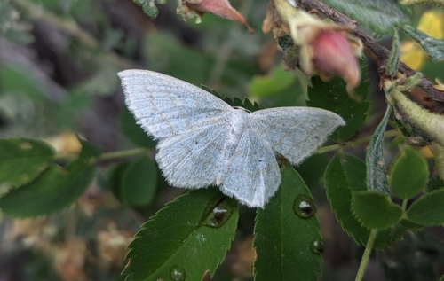 iNaturalist observation photo of Simple Wave