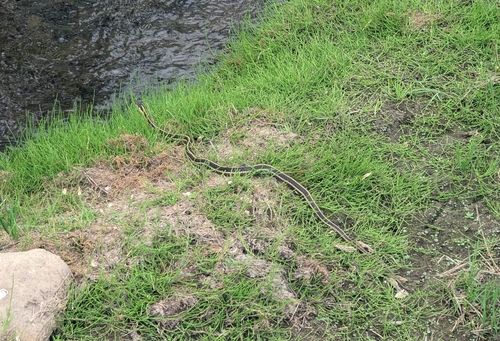 iNaturalist observation photo of Mountain Garter Snake
